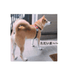 とても大切な犬です（個別スタンプ：1）
