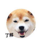 とても大切な犬です（個別スタンプ：2）