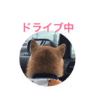 とても大切な犬です（個別スタンプ：3）