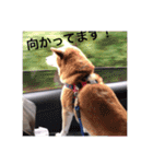 とても大切な犬です（個別スタンプ：4）