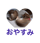 とても大切な犬です（個別スタンプ：7）