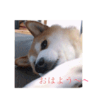 とても大切な犬です（個別スタンプ：8）