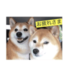 とても大切な犬です（個別スタンプ：9）