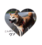 とても大切な犬です（個別スタンプ：10）