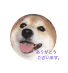 とても大切な犬です（個別スタンプ：11）