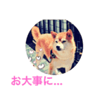 とても大切な犬です（個別スタンプ：13）