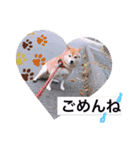 とても大切な犬です（個別スタンプ：14）