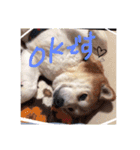 とても大切な犬です（個別スタンプ：15）