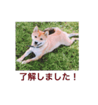 とても大切な犬です（個別スタンプ：16）