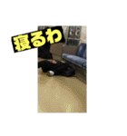 適当スタンプ2回目（個別スタンプ：20）