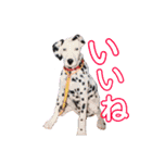 634ムサシ（個別スタンプ：8）