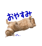 ゆずちゃんスタンプ  (実写)（個別スタンプ：2）