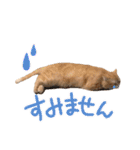 ゆずちゃんスタンプ  (実写)（個別スタンプ：6）