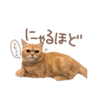 ゆずちゃんスタンプ  (実写)（個別スタンプ：7）