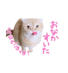 ゆずちゃんスタンプ  (実写)（個別スタンプ：9）