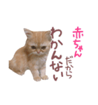 ゆずちゃんスタンプ  (実写)（個別スタンプ：11）