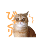 ゆずちゃんスタンプ  (実写)（個別スタンプ：15）