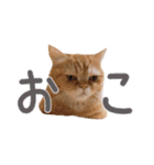 ゆずちゃんスタンプ  (実写)（個別スタンプ：16）