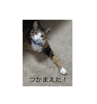 ガジラ6（個別スタンプ：6）