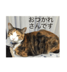 ガジラ6（個別スタンプ：22）