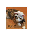 ガジラ6（個別スタンプ：23）