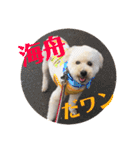 盲目トイプー海舟スタンプ（個別スタンプ：1）