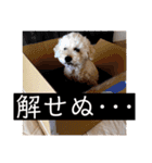 盲目トイプー海舟スタンプ（個別スタンプ：5）