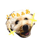 盲目トイプー海舟スタンプ（個別スタンプ：14）