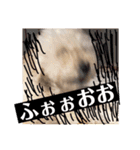 盲目トイプー海舟スタンプ（個別スタンプ：15）