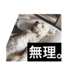 盲目トイプー海舟スタンプ（個別スタンプ：16）