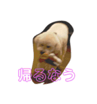 盲目トイプー海舟スタンプ（個別スタンプ：25）