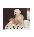 盲目トイプー海舟スタンプ（個別スタンプ：30）