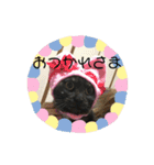ひめごま（個別スタンプ：7）