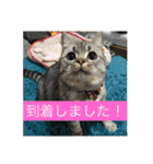 ひめごま（個別スタンプ：9）