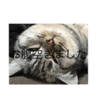ひめごま（個別スタンプ：10）