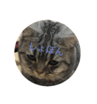 ひめごま（個別スタンプ：11）