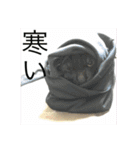 ひめごま（個別スタンプ：13）