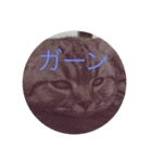 ひめごま（個別スタンプ：14）