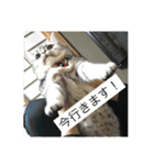 ひめごま（個別スタンプ：15）