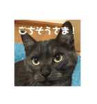 ひめごま（個別スタンプ：18）