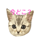 ひめごま（個別スタンプ：19）