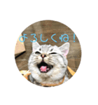 ひめごま（個別スタンプ：24）