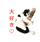 LimeLife2（個別スタンプ：1）