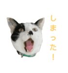 LimeLife2（個別スタンプ：4）