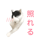 LimeLife2（個別スタンプ：9）
