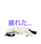 LimeLife2（個別スタンプ：11）
