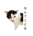 LimeLife2（個別スタンプ：15）