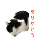 LimeLife2（個別スタンプ：19）
