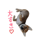 豆柴 やまとの日常（個別スタンプ：10）