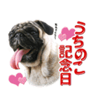 パグのもい スタンぷぅ～2（個別スタンプ：13）